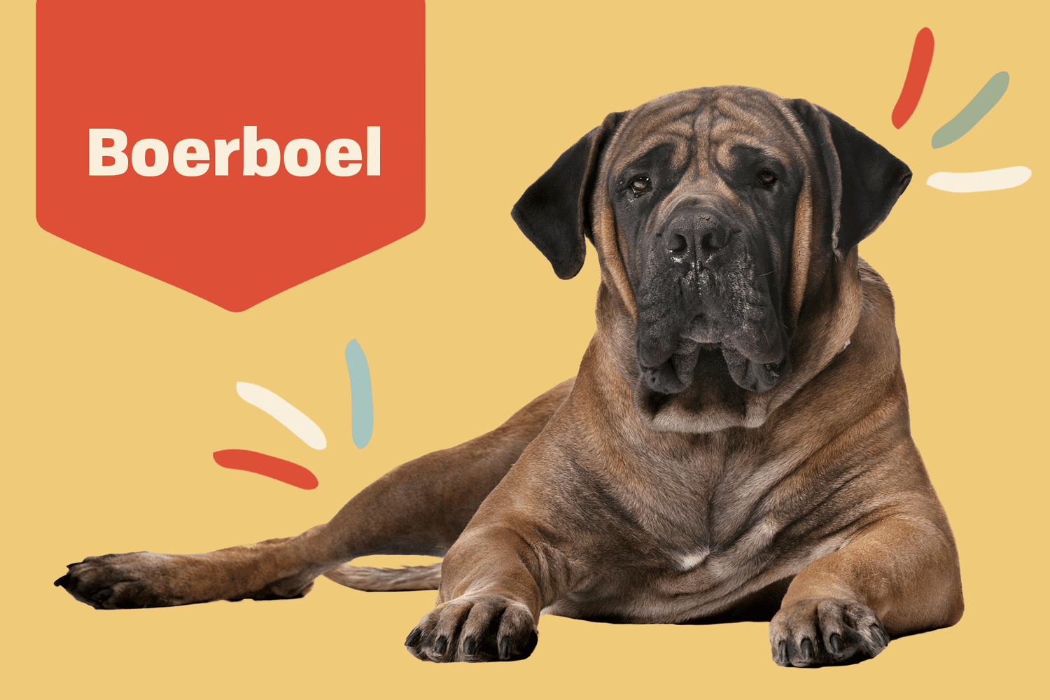 Rasa psów Boerboel: informacje, zdjęcia, przewodnik pielęgnacji, cechy i więcej!