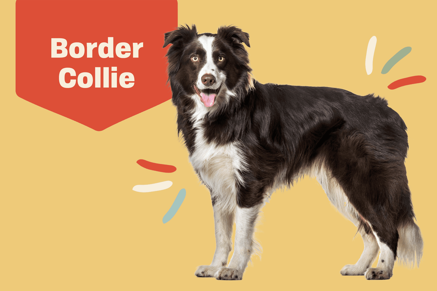 1. Border collie mogą być rude z wielu powodów