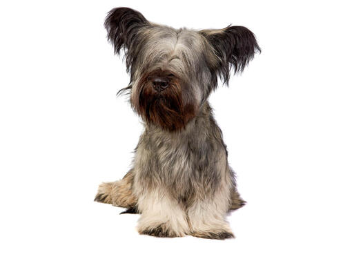 Charakterystyka rasy skye terrier