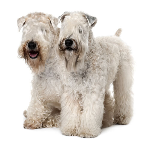 Co należy wiedzieć o posiadaniu psa rasy Soft-Coated Wheaten Terrier: