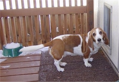 Bagle Hound (Beagle & Basset Hound Mix) Rasa psa: informacje, zdjęcia i pielęgnacja