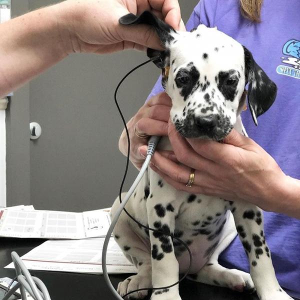 Czym jest utrata słuchu u psów?