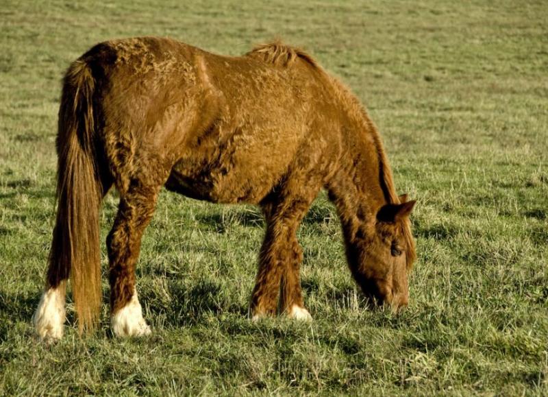 Ćwiczenia 🐎