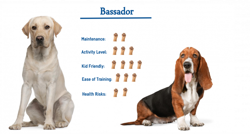 Bassador (Labrador Retriever & Basset Hound Mix): Zdjęcia, informacje i pielęgnacja