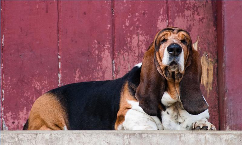 Czy Basset Hound jest hipoalergiczny? Fakty i najczęściej zadawane pytania