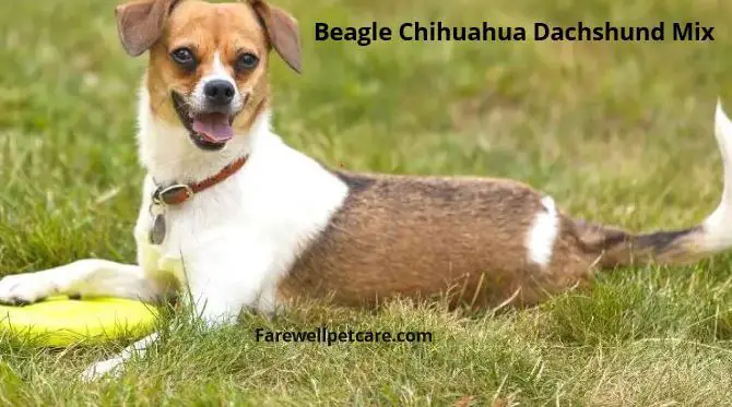 Szczenięta rasy cheaglehund