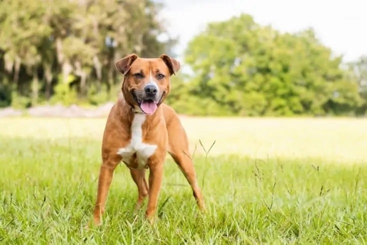 Beaglebull (Beagle & Pitbull Mix): Zdjęcia, przewodnik, informacje, opieka i więcej!