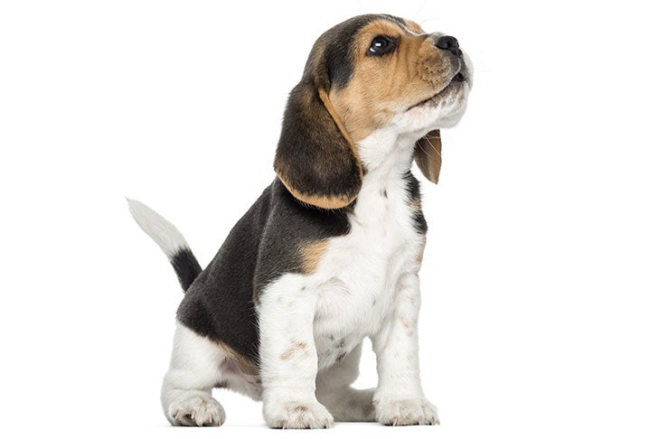Charakterystyka beagle'a