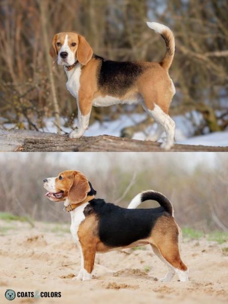 25 Powszechnych i unikalnych kolorów beagle (ze zdjęciami)
