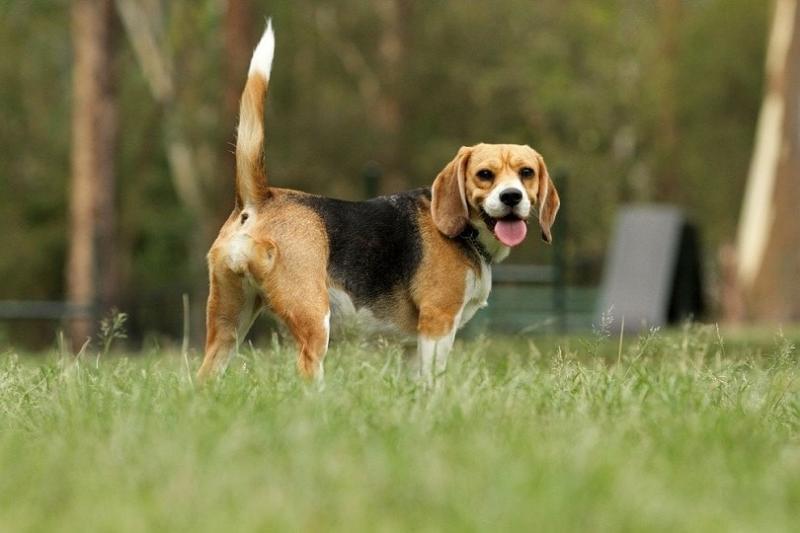 23. Beaglebull (mieszanka beagle i amerykańskiego pitbulla teriera)