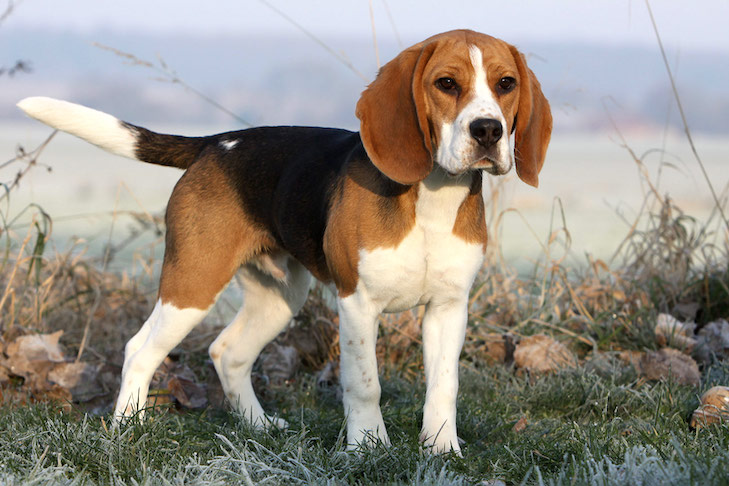 Czy beagle mogą być szkolone jako psy stróżujące?