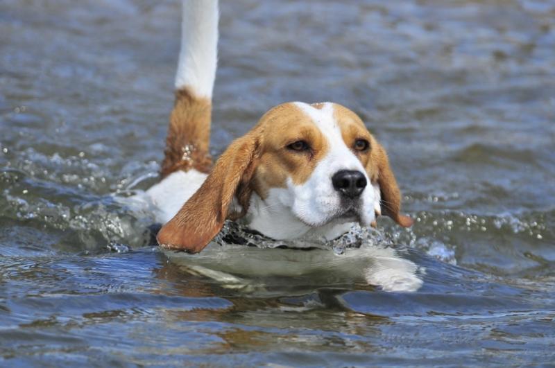 Jak zapewnić bezpieczeństwo beagle'owi podczas nauki pływania?