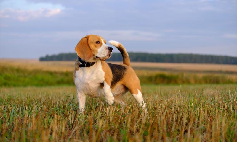 4 wady beagle'a dla początkujących właścicieli