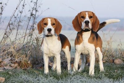 Beagle Bloodhound rasa mieszana: pielęgnacja, zdjęcia, informacje i więcej