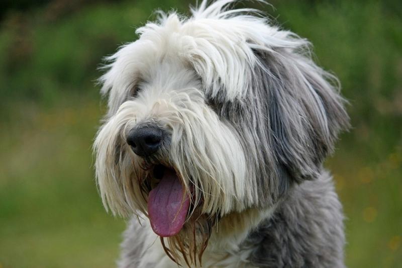 1. Dandie Dinmont Terrier