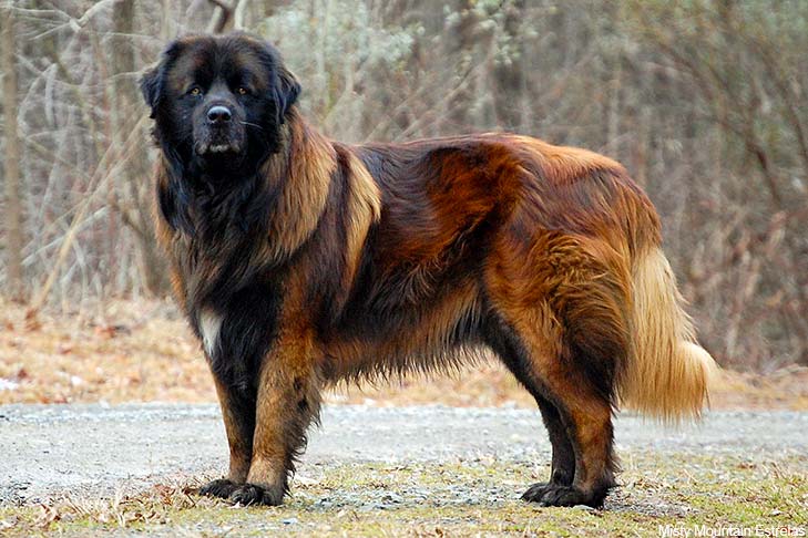 Pies górski Estrela: Przewodnik po rasie, informacje, zdjęcia, pielęgnacja i więcej!