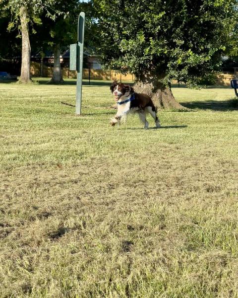 3. Giles Automotive Family Small Dog Park