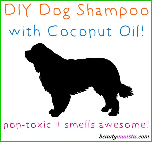 5 DIY szamponów dla psów z olejem kokosowym, które możesz zrobić już dziś! (ze zdjęciami)