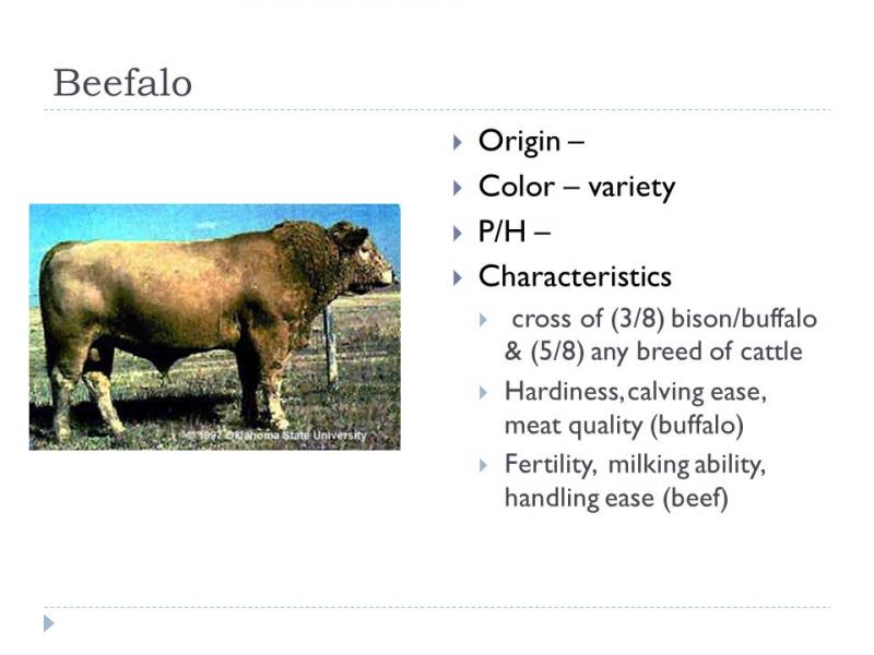 Charakterystyka bydła mięsnego