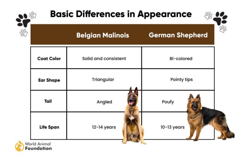 Owczarek belgijski malinois vs owczarek niemiecki: Wyjaśnienie różnic (ze zdjęciami)