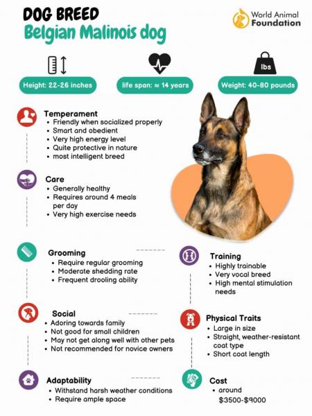 Jaki jest temperament belgijskich malinois?