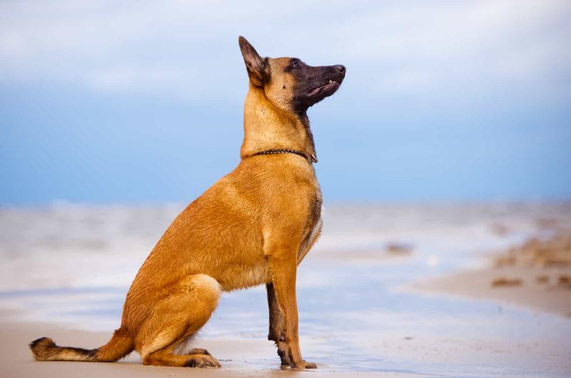 Jak często belgijski malinois musi być pielęgnowany?