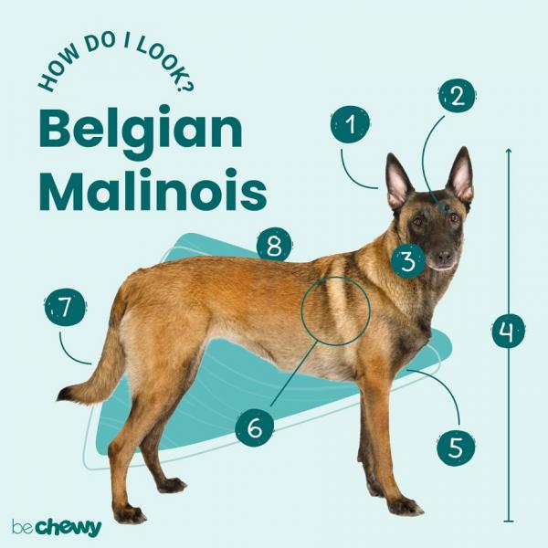 Czy belgijskie malinois dobrze dogadują się z dziećmi? Temperament i zachowanie