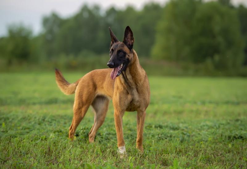 Przewodnik po rasie psów belgijskich malinois: Informacje, zdjęcia, pielęgnacja i więcej!