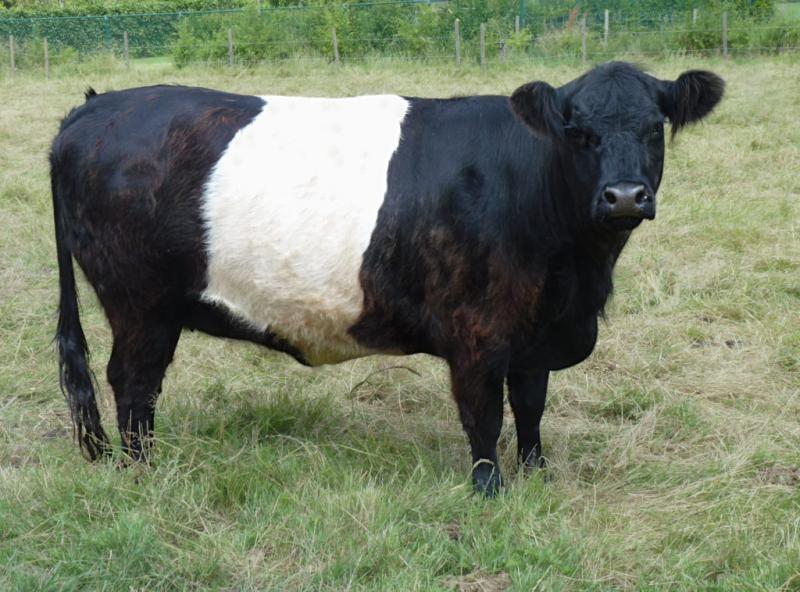 Czy rasa Belted Galloway nadaje się do hodowli na małą skalę?