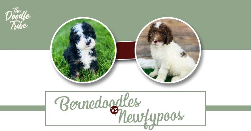 Newfiepoo vs Bernedoodle: Wyjaśnienie różnic (ze zdjęciami)