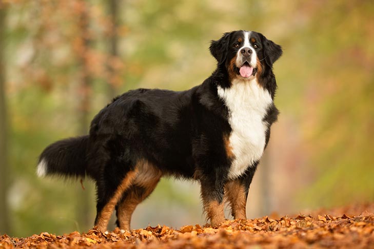 Wskazówki dotyczące biegania z berneńskim psem pasterskim