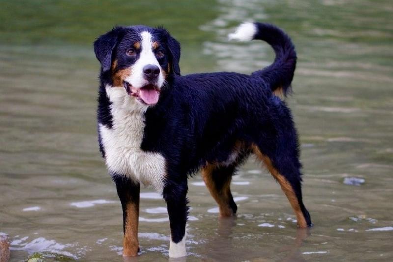 Jak długo żyją berneńskie psy pasterskie? Średnia długość życia, dane i przewodnik opieki
