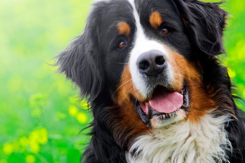 Berneński pies pasterski: informacje, temperament i cechy