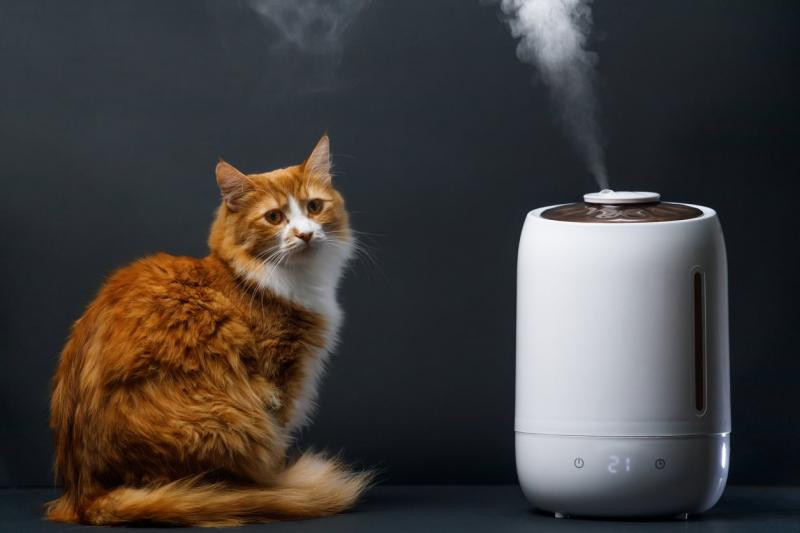 10 najlepszych oczyszczaczy powietrza na zapach kociego moczu w 2024 roku - recenzje i najlepsze propozycje
