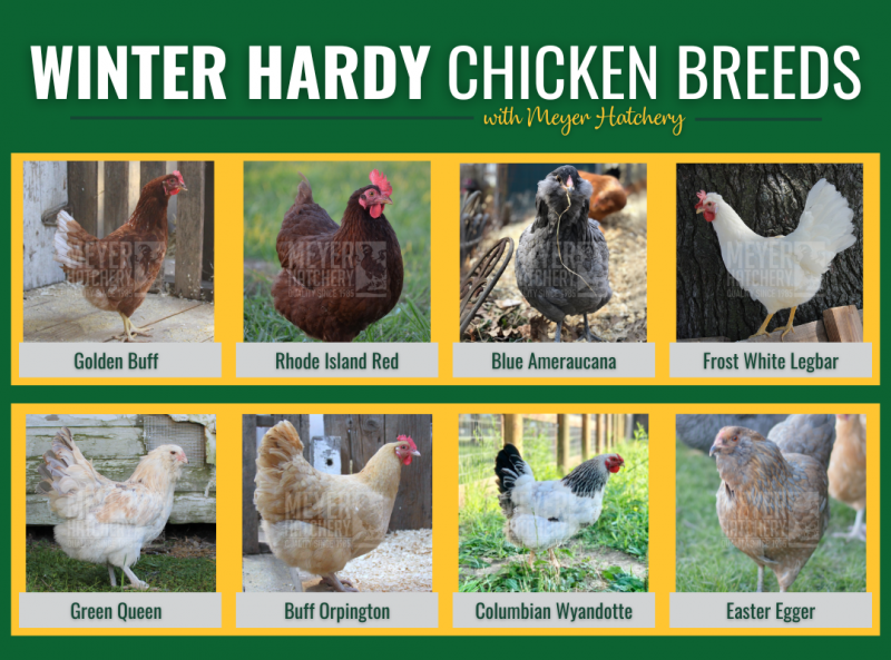 15 ras kurczaków, które dobrze radzą sobie w niskich temperaturach (ze zdjęciami)