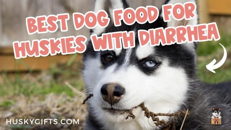 best-dog-food-for-huskies-with-diarrhea-3439208-3400826