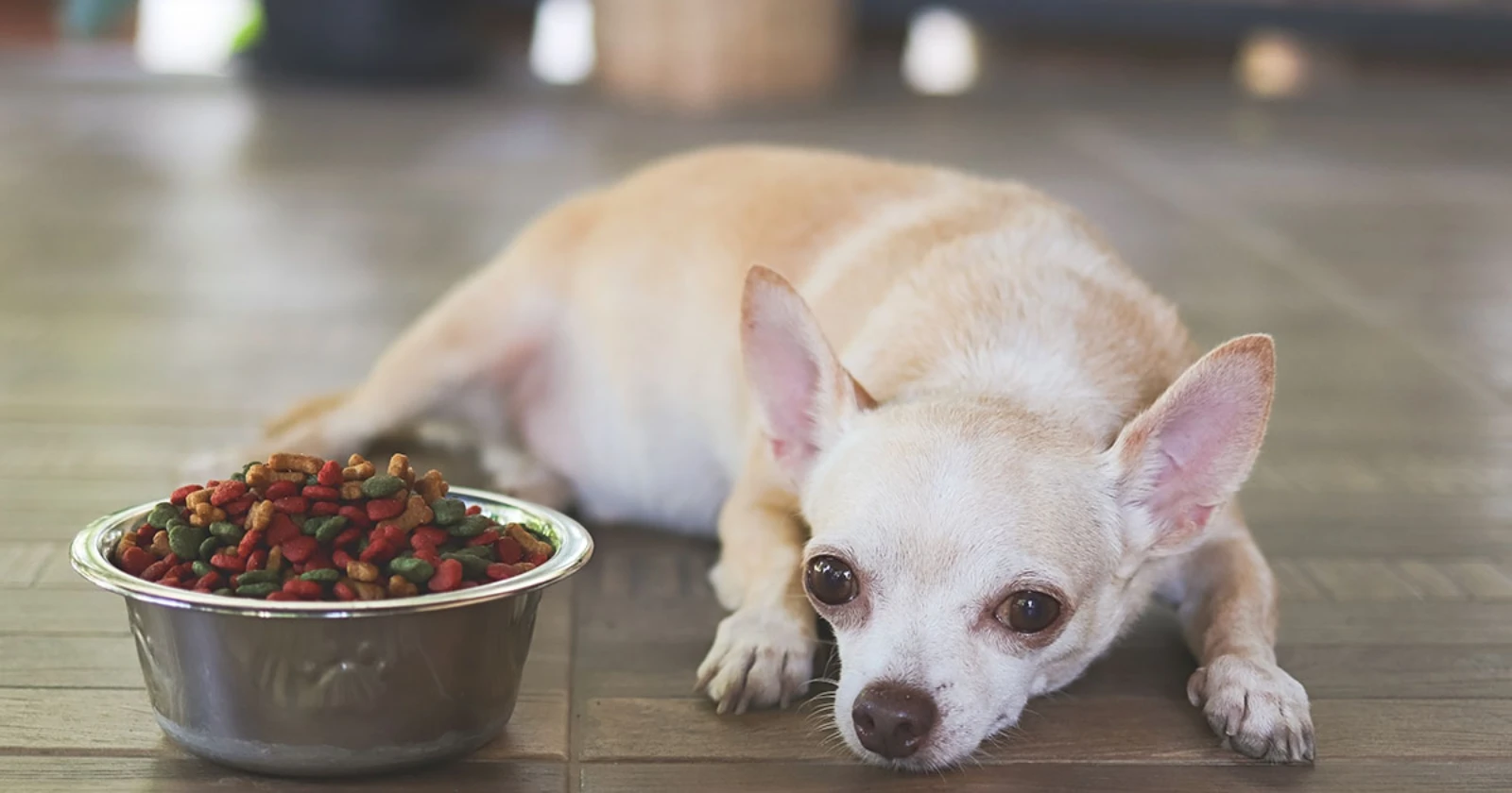 Czy chihuahua potrzebują specjalnej karmy?