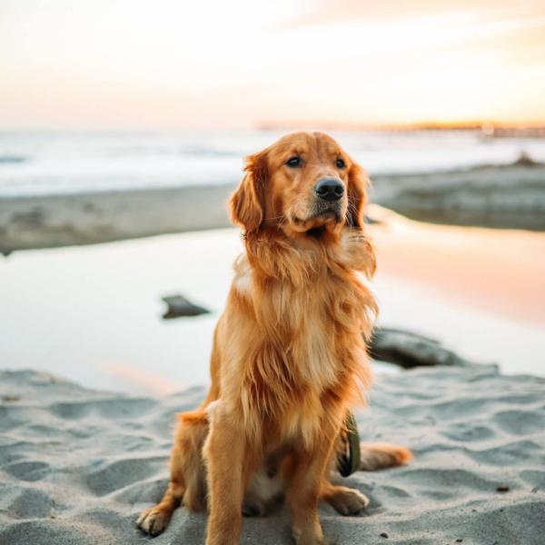 7 pięknych plaż przyjaznych psom w Rhode Island (Aktualizacja 2024)