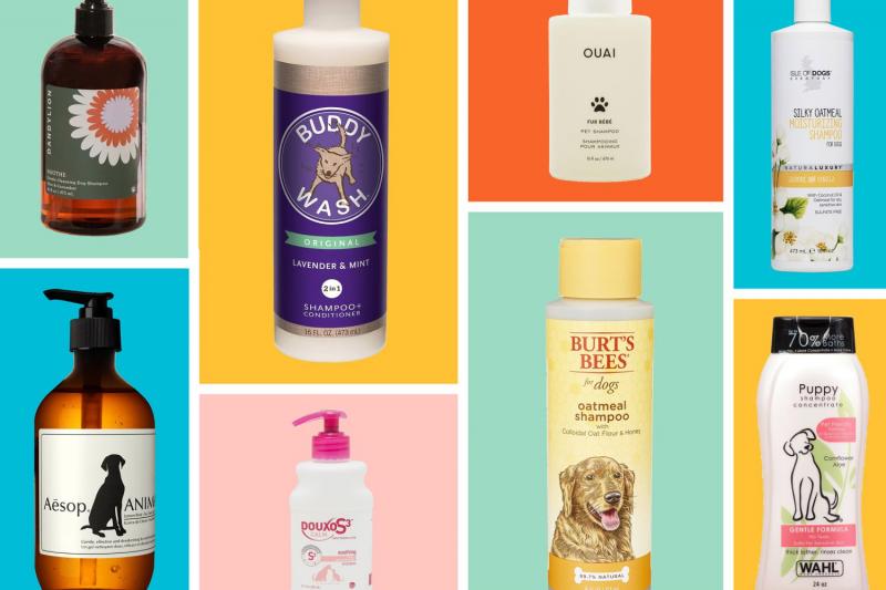 5 najlepszych antybakteryjnych i przeciwgrzybiczych szamponów dla psów