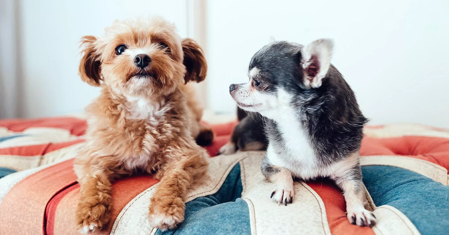 12 najlepszych ras małych psów (ze zdjęciami)