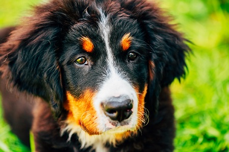 Kiedy sterylizować lub kastrować berneńskiego psa pasterskiego? Fakty potwierdzone przez weterynarza