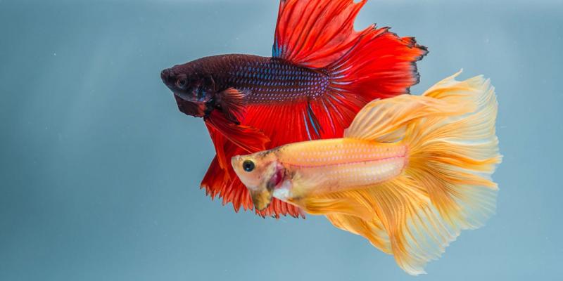 Czy rybki Betta i złote rybki mogą żyć razem? Zdrowie w akwarium wyjaśnione