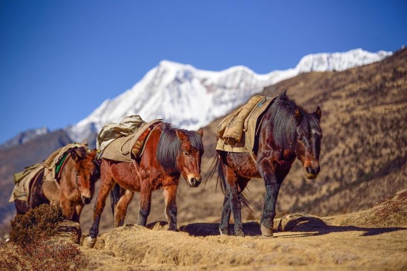 6 indyjskich ras koni: