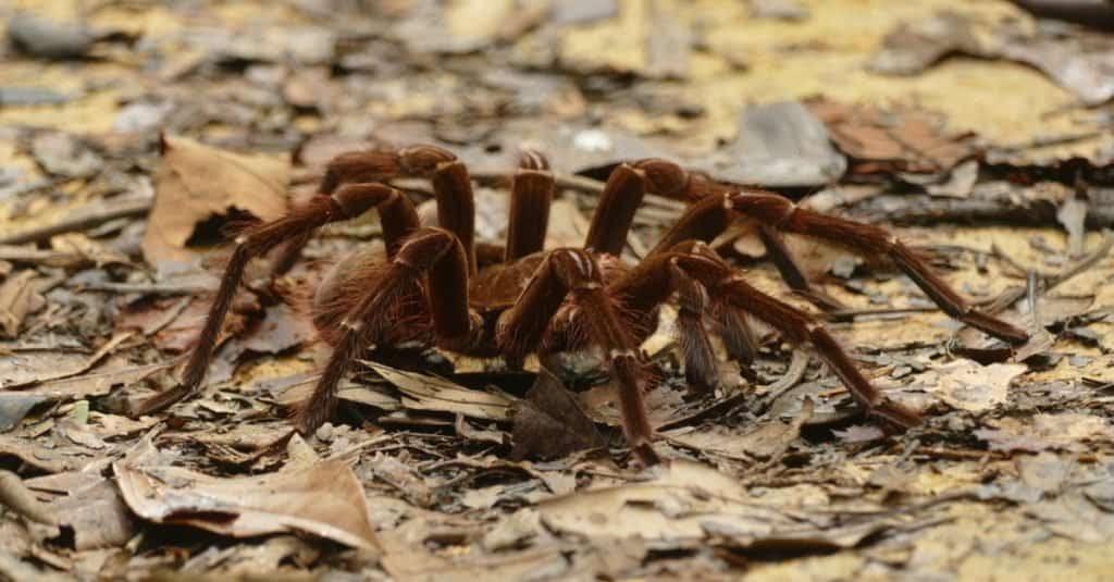 10. Brazylijski pająk wędrowny (Phoneutria nigriventer)