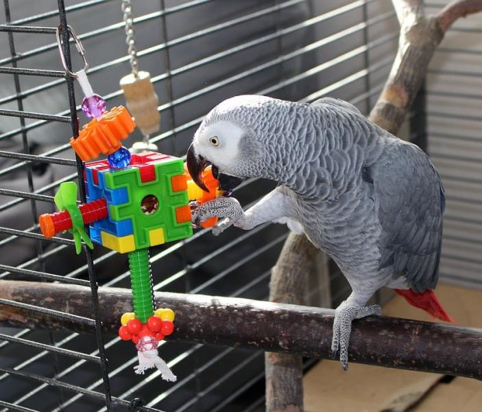 7 planów DIY na plac zabaw dla ptaków, które możesz zbudować już dziś (ze zdjęciami)