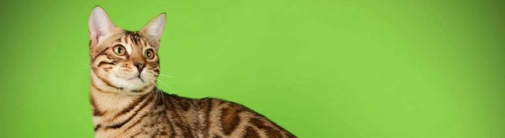 Czy koty bengalskie lubią wodę? Wyjaśnienie preferencji rasowych