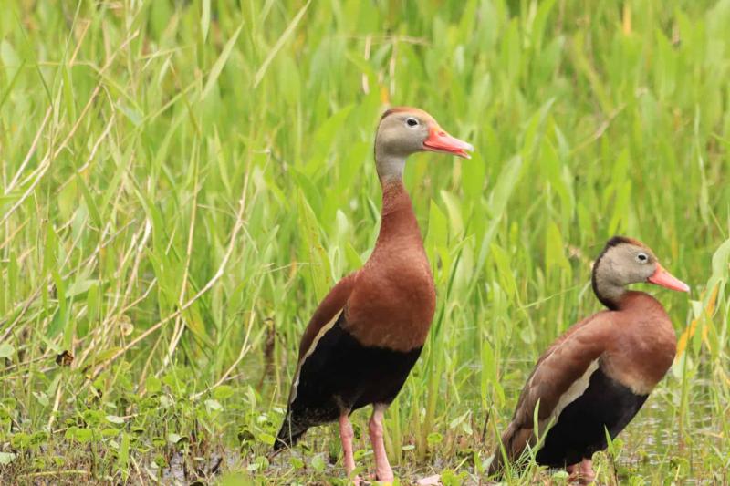 24 rasy kaczek występujące w Luizjanie (ze zdjęciami)