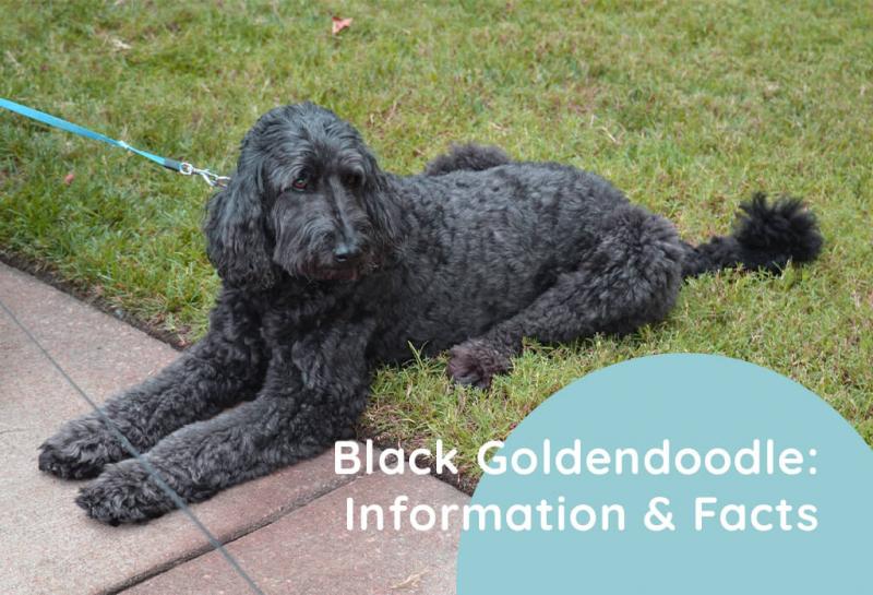 Black Mini Goldendoodle: Fakty, historia i pochodzenie (ze zdjęciami)