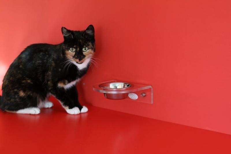 Jak pomagają podwyższone miski dla kotów?