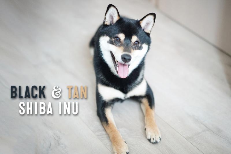 Black & Tan Shiba Inu: Fakty, pochodzenie i historia (ze zdjęciami)